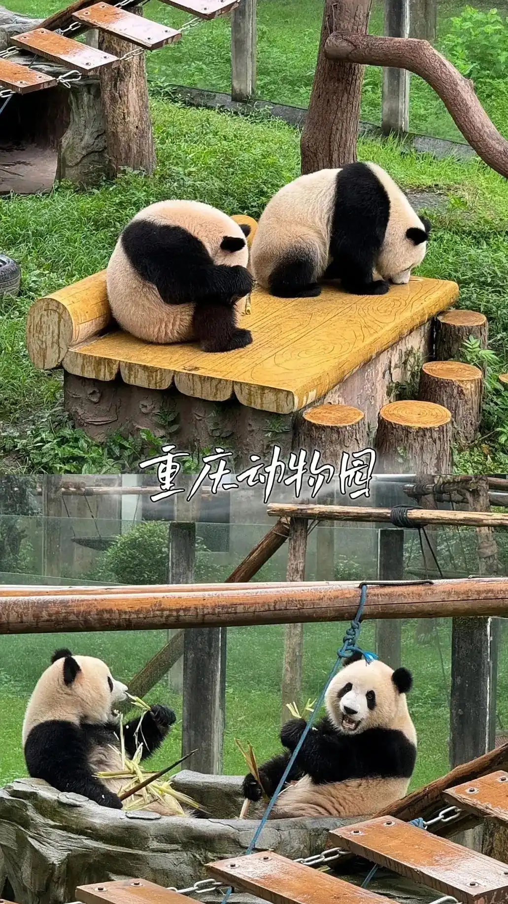 七八月重庆游玩攻略 西南旅行必去的夏日清凉仙境 想找全不容易！