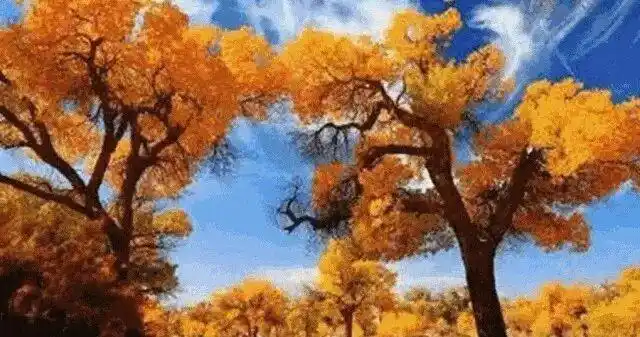 丝路秋韵 安全随行｜河西走廊自驾游攻略