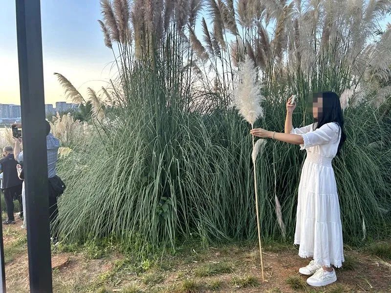 劝不住，根本劝不住！昆明又一网红景点遭“野蛮打卡”