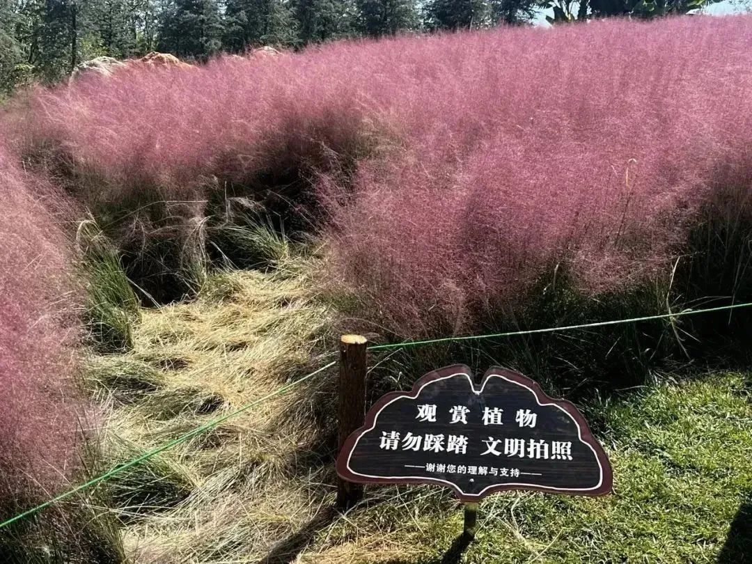 劝不住，根本劝不住！昆明又一网红景点遭“野蛮打卡”