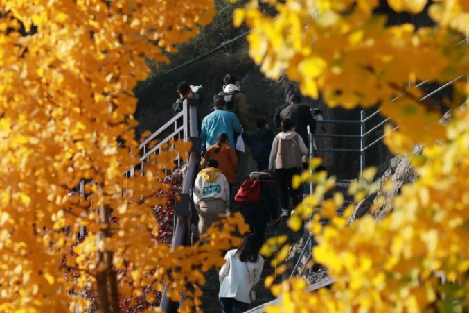 八种色彩，领略龙门石窟全年之美！