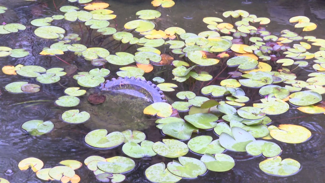长假“双节”叠加，奉贤民宿酒店预订迎“加长版”热度