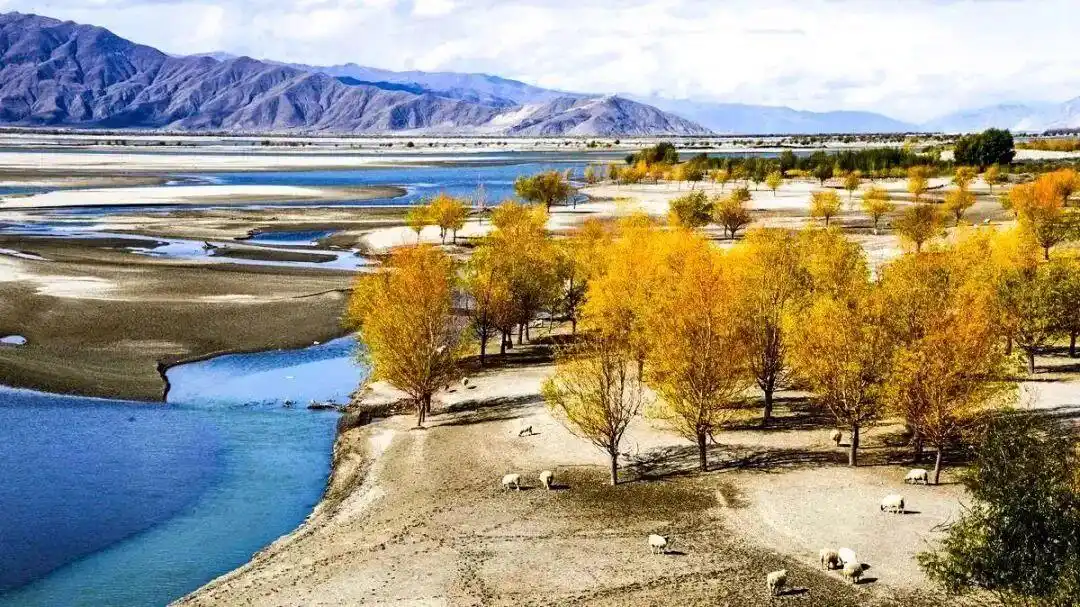 懂西藏的人，一定不会错过林芝的秋天