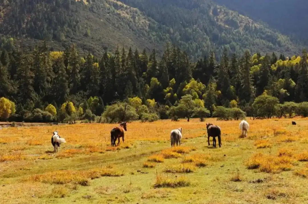 懂西藏的人，一定不会错过林芝的秋天