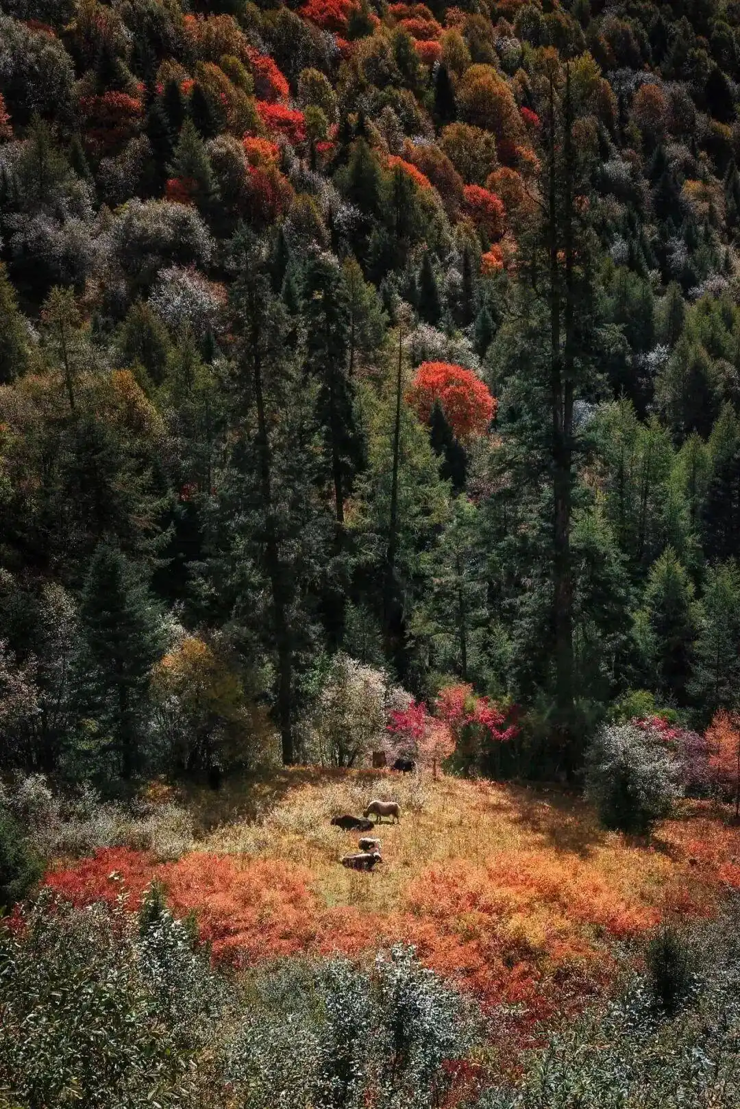 懂西藏的人，一定不会错过林芝的秋天
