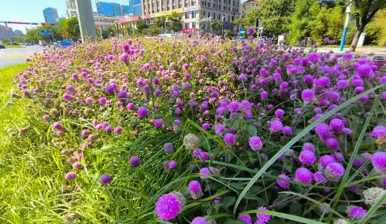 热门旅行地！民宿预定量TOP5！迎接“双节”，威海准备好了