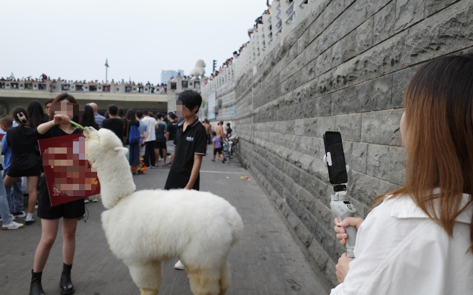 “跳水大爷”把天津狮子林桥跳成“8A”网红景点之后