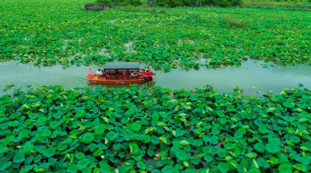 李清照教你玩转普者黑  天鹅湖推新游线