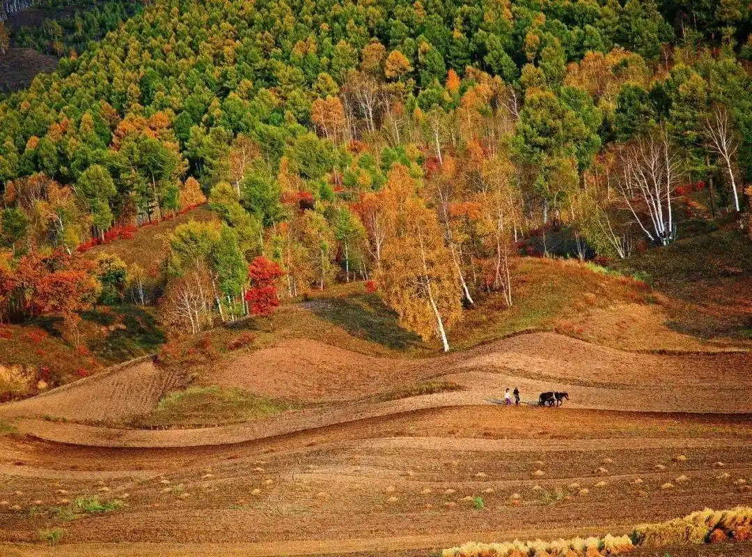 「畅游承德自由行」塞罕坝原来有这么多好玩的地方