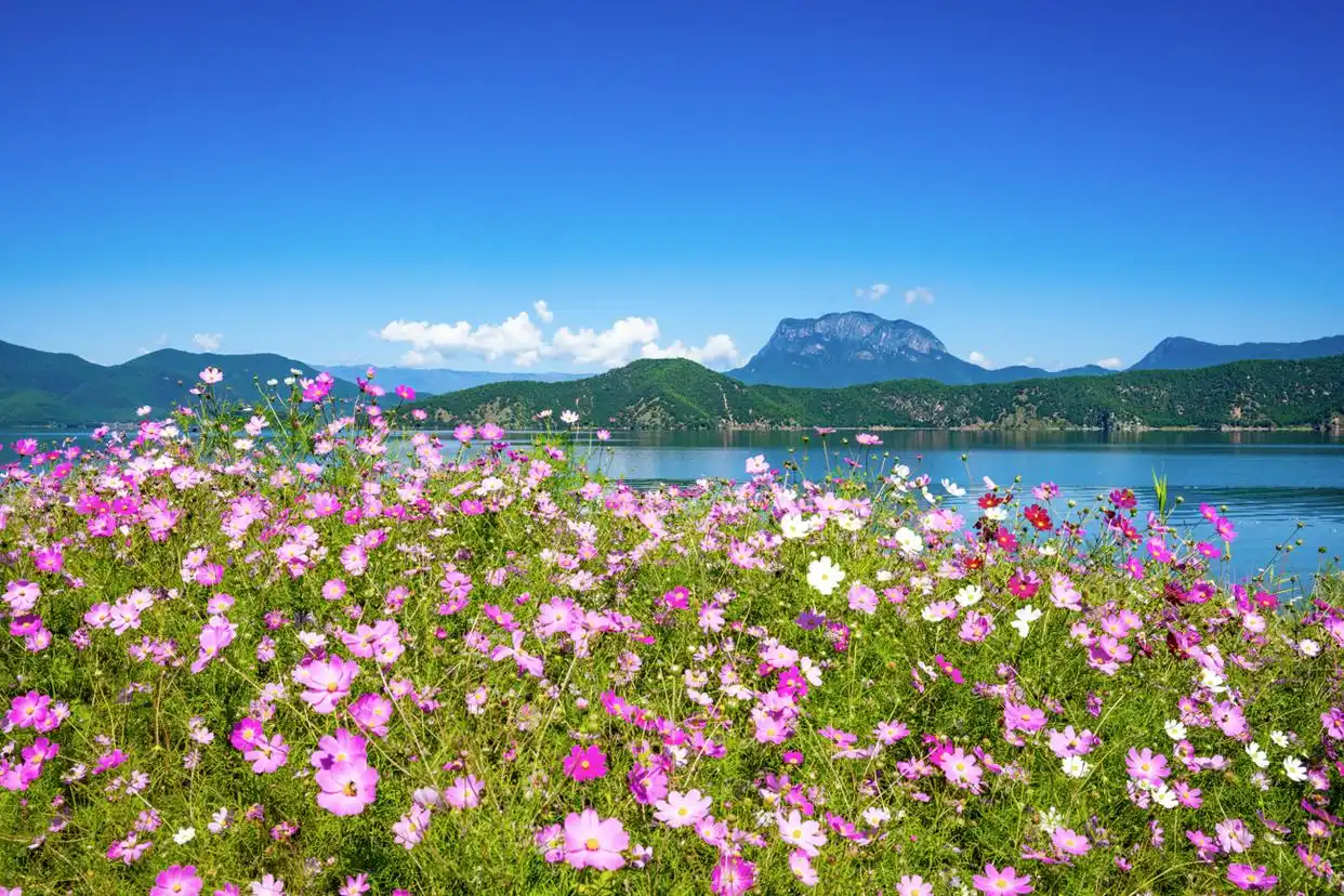 云新闻策划·来云南与秋天合个影丨明信片⑤：寄自·丽江古城