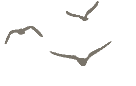 秋日漫游武夷山：看山、玩水、闻茶香，一步都不慌