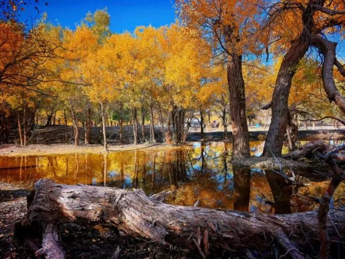 101对夫妻同乘一列火车，要去干嘛