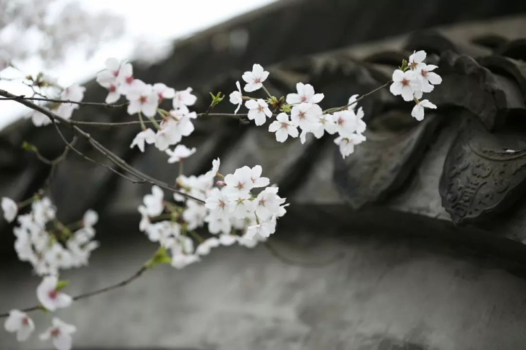 金山田野百花节进行时，想要自由行的小伙伴，请收下这份攻略！