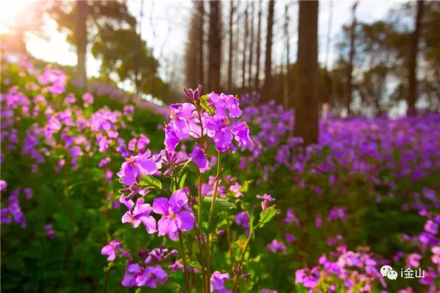 金山田野百花节进行时，想要自由行的小伙伴，请收下这份攻略！