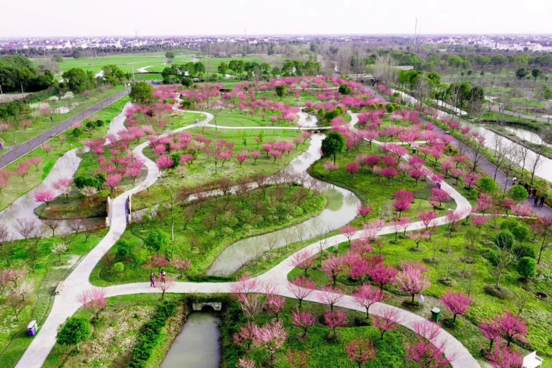 金山田野百花节进行时，想要自由行的小伙伴，请收下这份攻略！