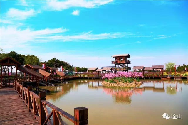 金山田野百花节进行时，想要自由行的小伙伴，请收下这份攻略！