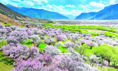 “香了岁月，香了家乡”——西藏林芝牢记嘱托走生态优先、绿色发展之路的实践探索