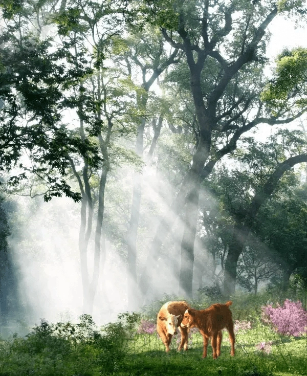 江西的名山名水，你去过几处？