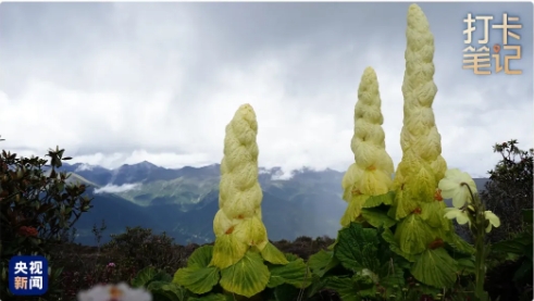 在 去 林 芝 可 太 香 了 ！