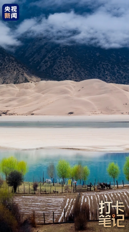 在 去 林 芝 可 太 香 了 ！
