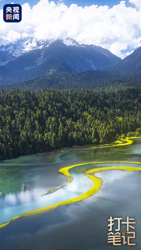 在 去 林 芝 可 太 香 了 ！