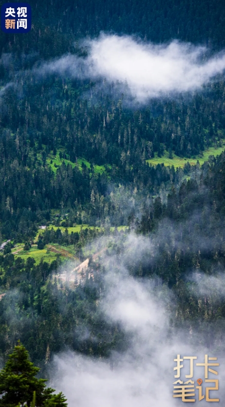 在 去 林 芝 可 太 香 了 ！
