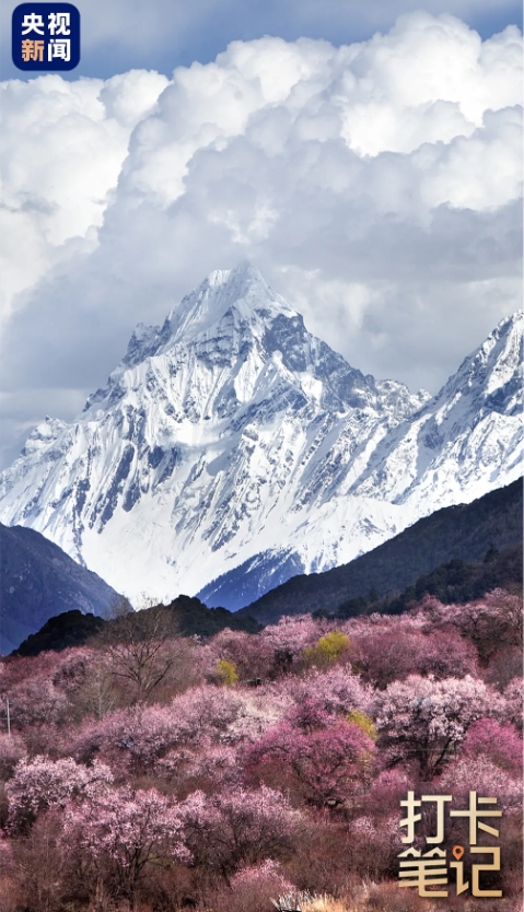 在 去 林 芝 可 太 香 了 ！