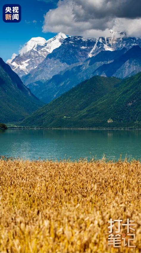 在 去 林 芝 可 太 香 了 ！