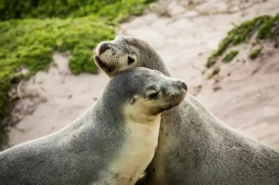 澳大利亚旅游值得体验的20件事