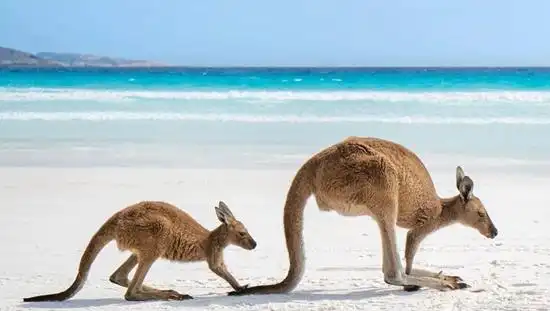 澳大利亚旅游值得体验的20件事
