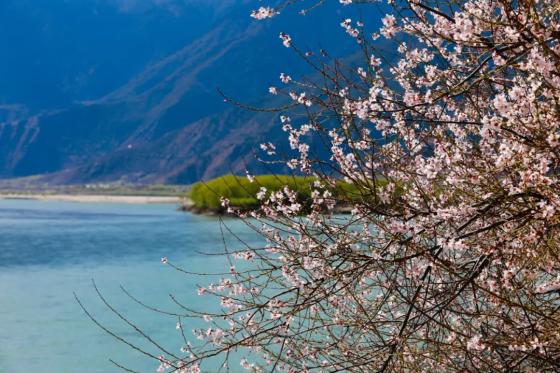 满树桃花开，西藏春天太美了！不赏遍林芝的桃花，怎知春光已至