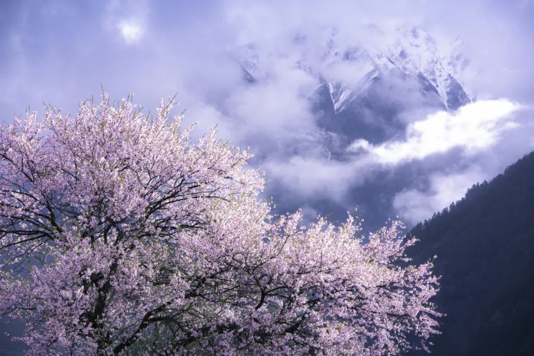 满树桃花开，西藏春天太美了！不赏遍林芝的桃花，怎知春光已至