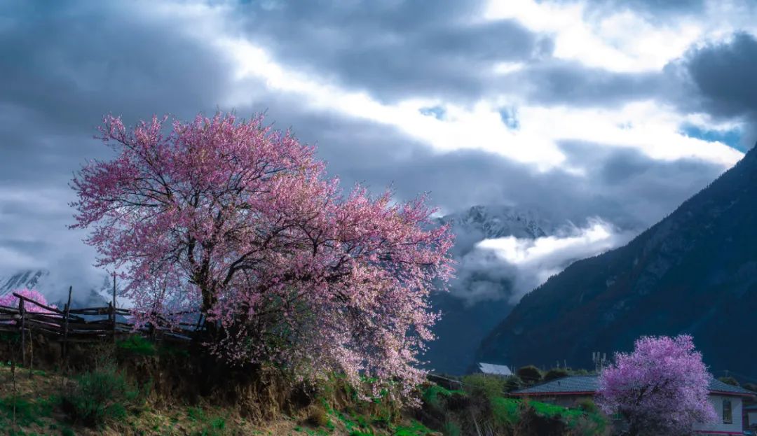 满树桃花开，西藏春天太美了！不赏遍林芝的桃花，怎知春光已至