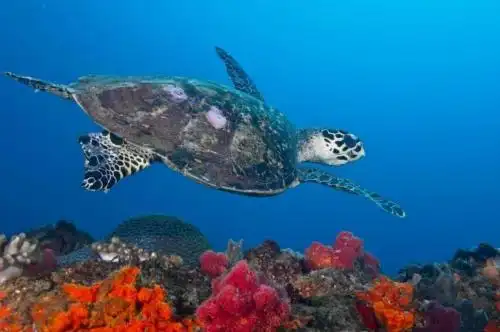 从遗产日到世界遗产：彩虹之国的文化记忆与自然奇迹