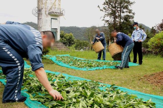 一杯清茶，如何成为高墙内的心理健康密码 |“好故事”展播