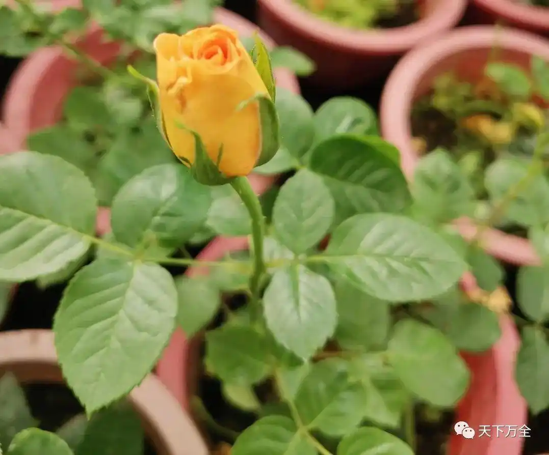 乡村旅游调研日记｜走进安家堡乡与郭磊庄镇