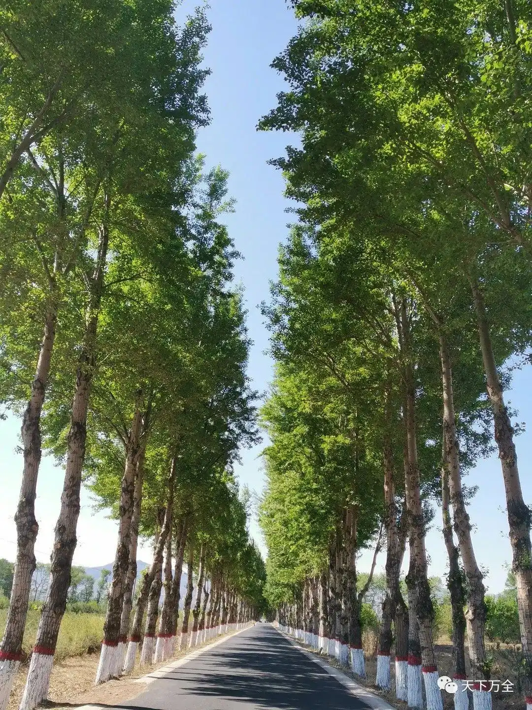 乡村旅游调研日记｜走进安家堡乡与郭磊庄镇