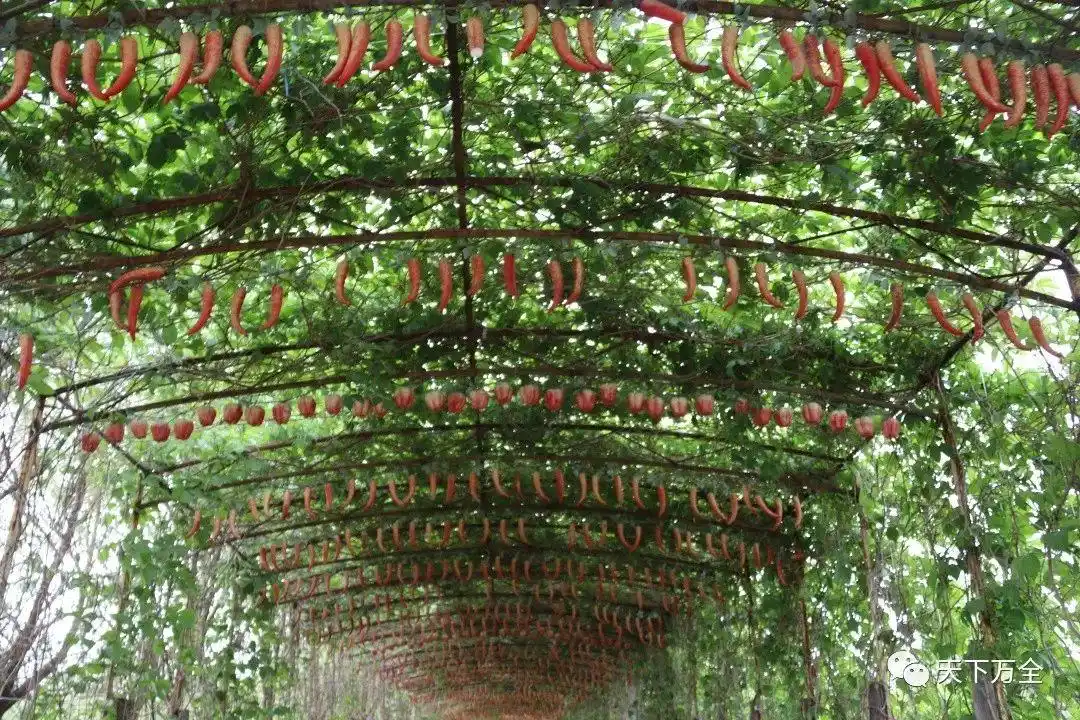 乡村旅游调研日记｜走进安家堡乡与郭磊庄镇