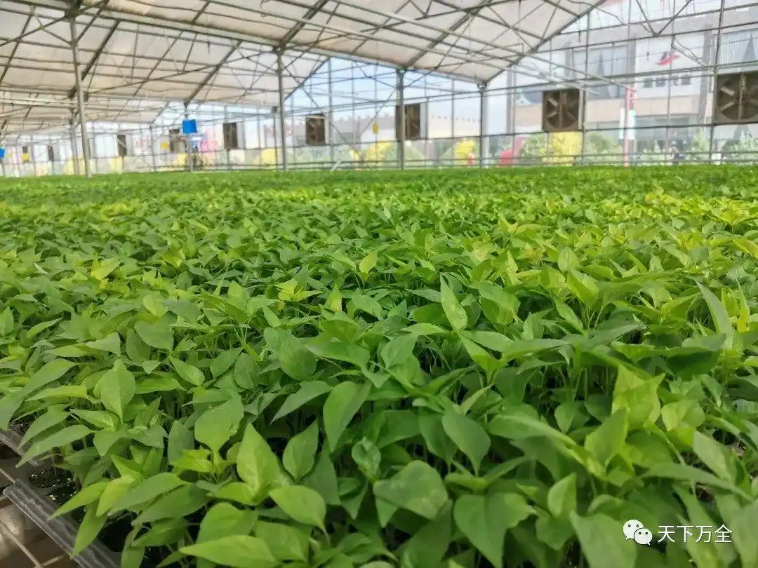 乡村旅游调研日记｜走进安家堡乡与郭磊庄镇