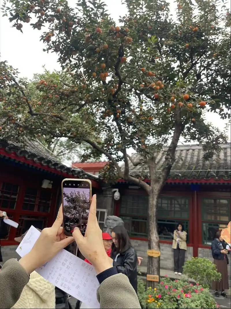 老舍的丹柿小院火出圈：门票免费能预约，别听黄牛忽悠人