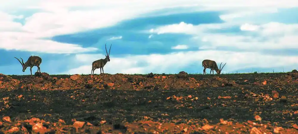 从“网红”到“长红”，不止一步之遥