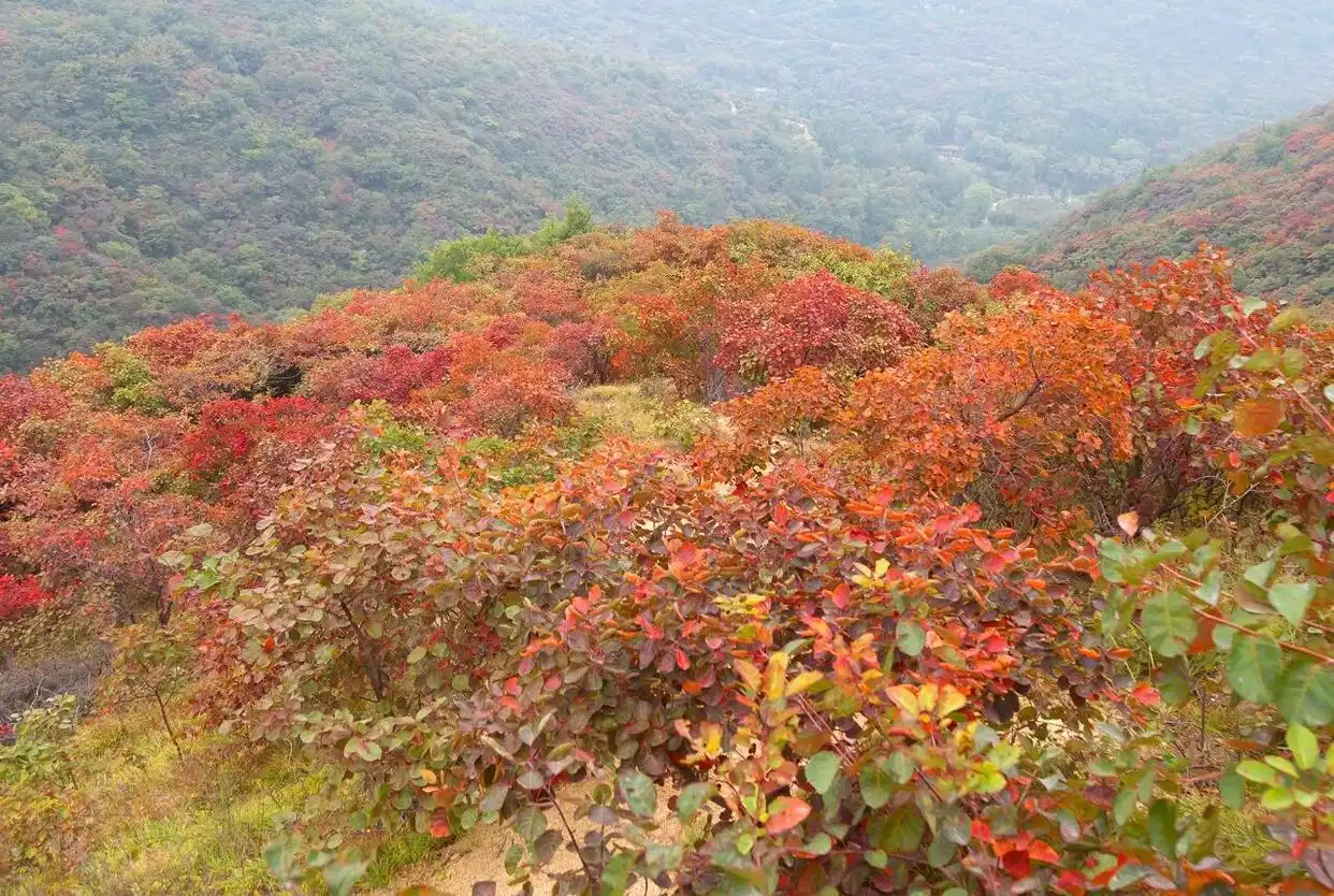 周末约起！郑州周边赏红叶好去处推荐！