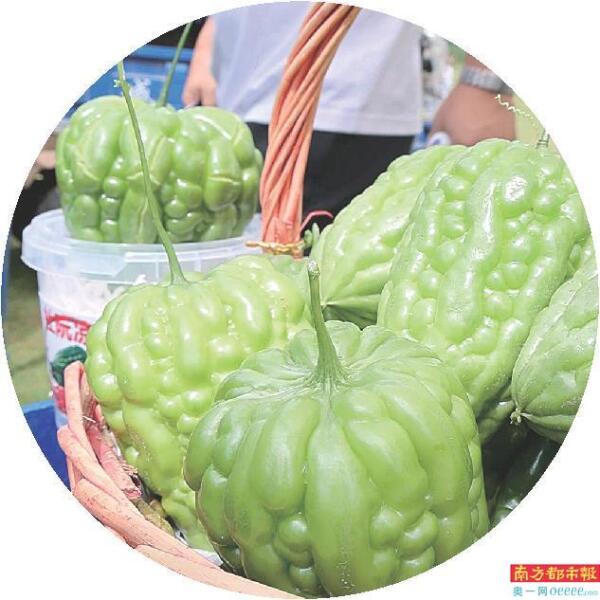 凉瓜簕菜陈皮香 侨墟碉楼古韵长 网红景点客满堂