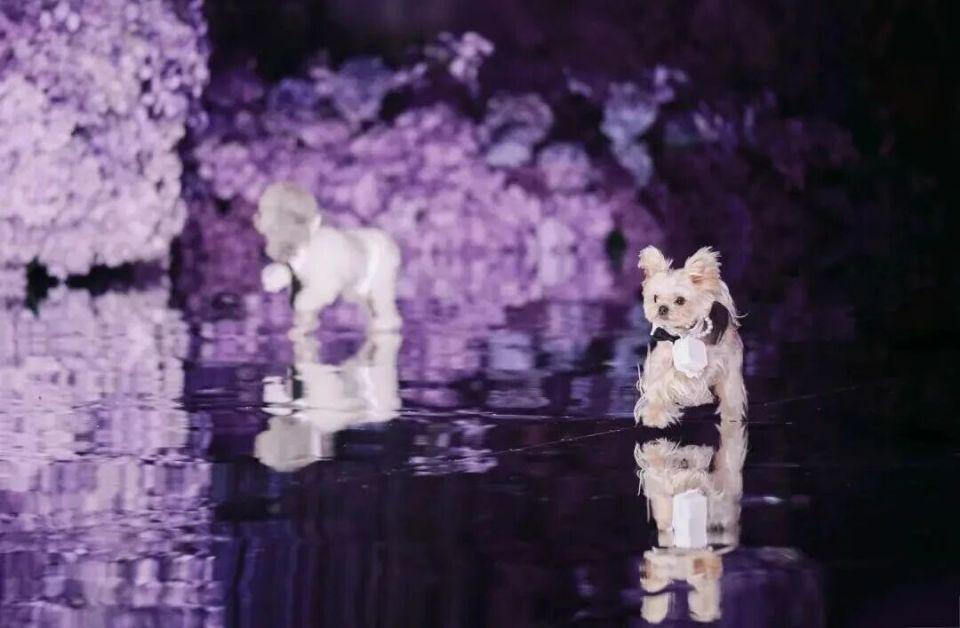 明星婚礼，越「狼狈」越真实？