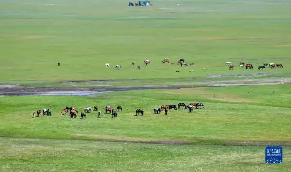 呼伦贝尔大草原夏日即景