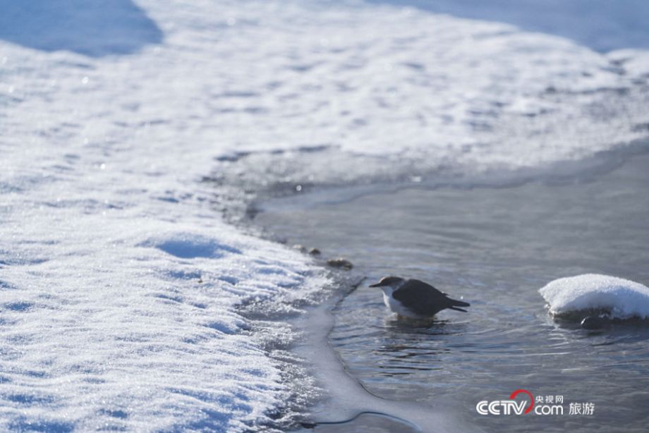 [高清组图]冰雪中的喀纳斯河 多一份纯净多一分浪漫