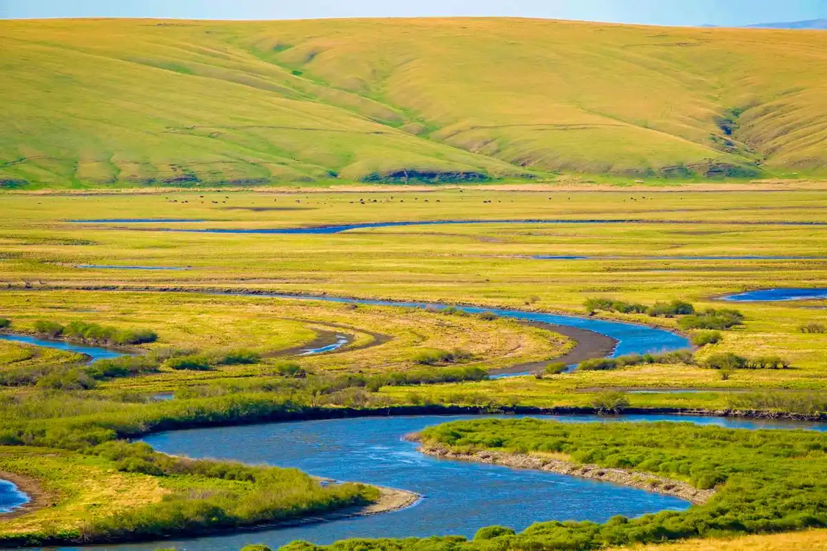 初夏呼伦贝尔草原