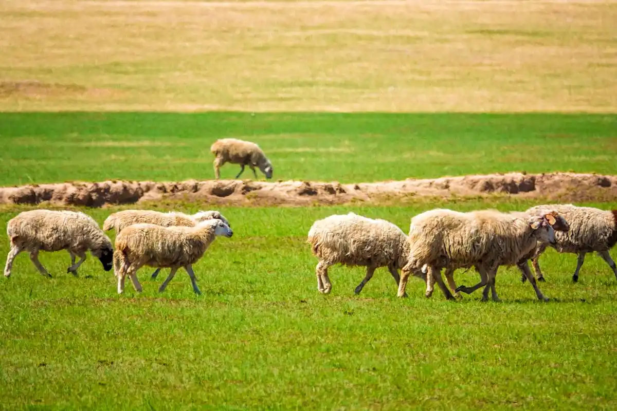 初夏呼伦贝尔草原