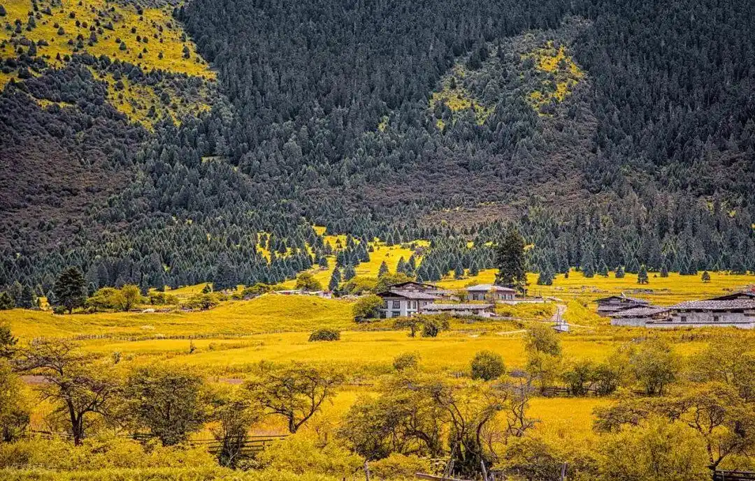 「90号公路」10月11月赏秋宝地：西藏-林芝-鲁朗林海