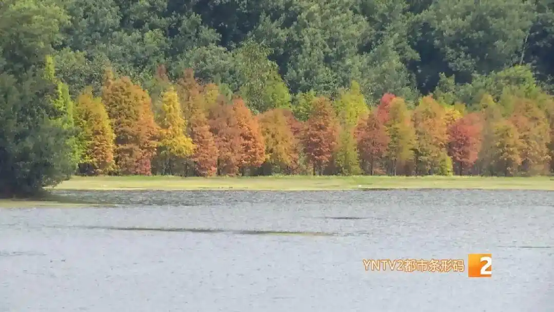 美得像油画！昆明这个热门景点即将迎来颜值巅峰！快来打卡！